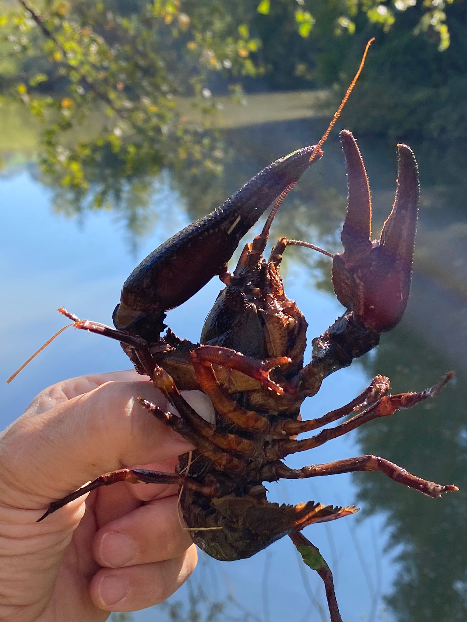 Speisekrebs aus extensiver Haltung